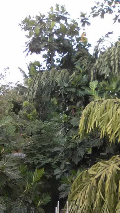 Mallika Mirissa
